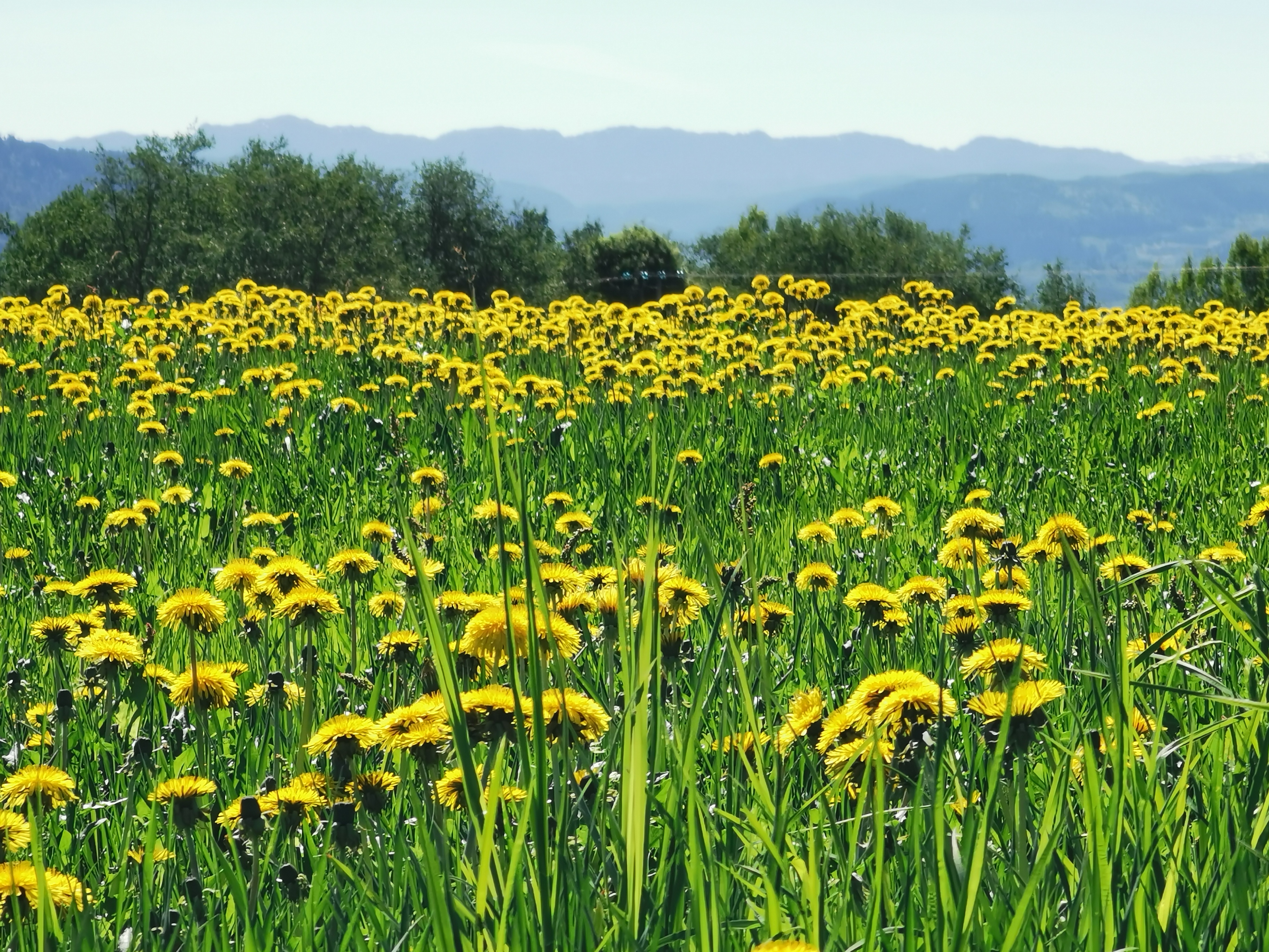 Gullaktig blomstermark i naturlig landskap