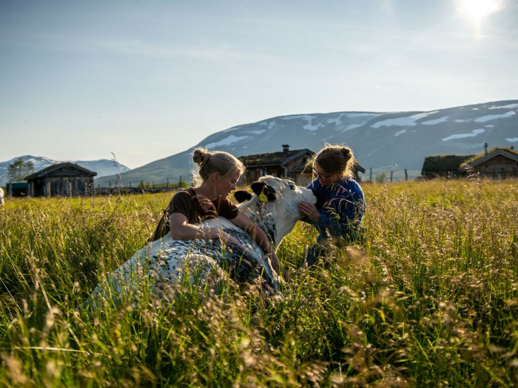 Barn som klappar en geit i solrikt landskap